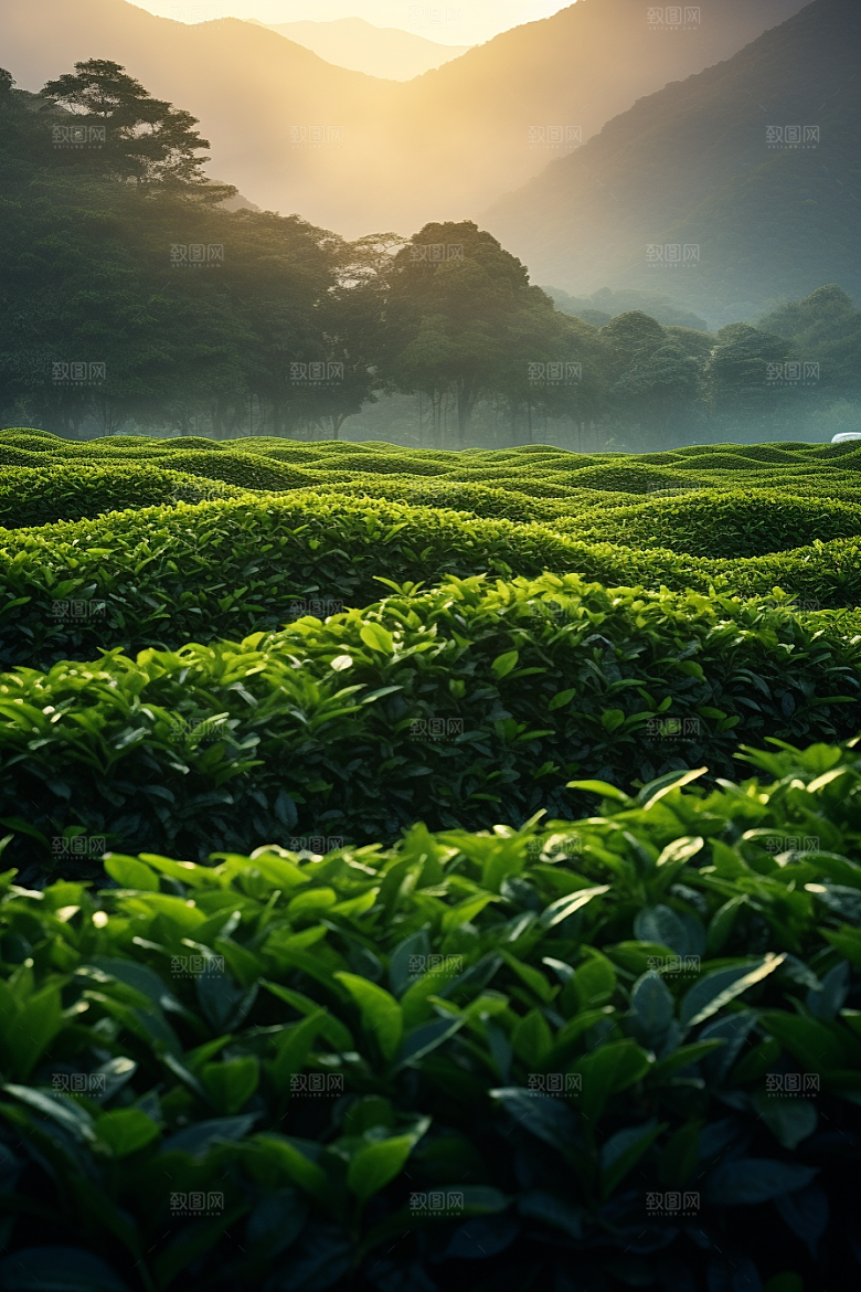 茶叶春天茶树摄影图