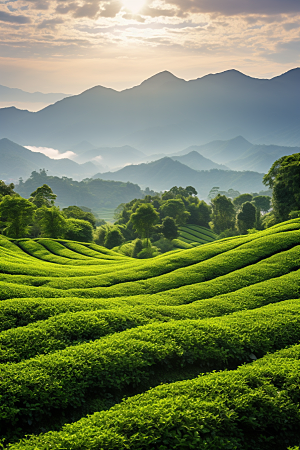 茶叶自然茶山摄影图