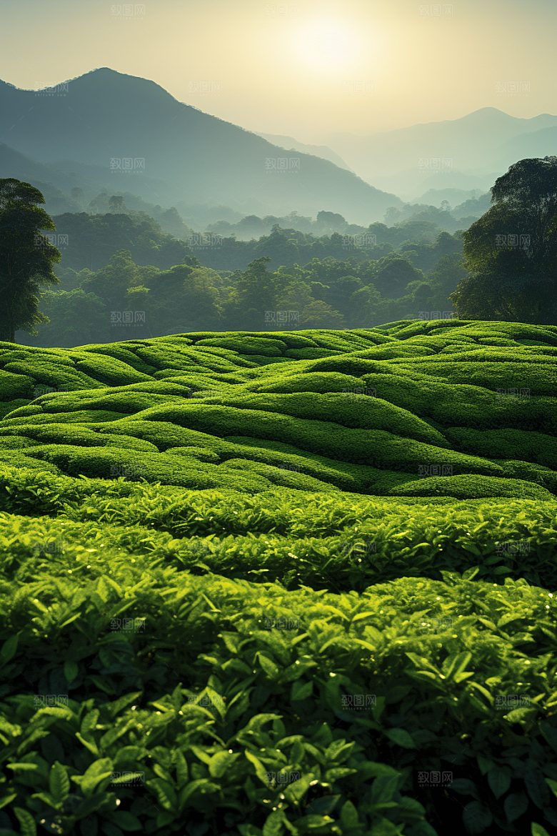茶叶茶山春天摄影图