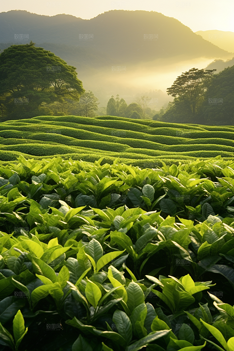茶叶自然高清摄影图