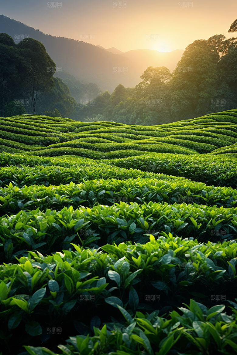 茶叶春季自然摄影图