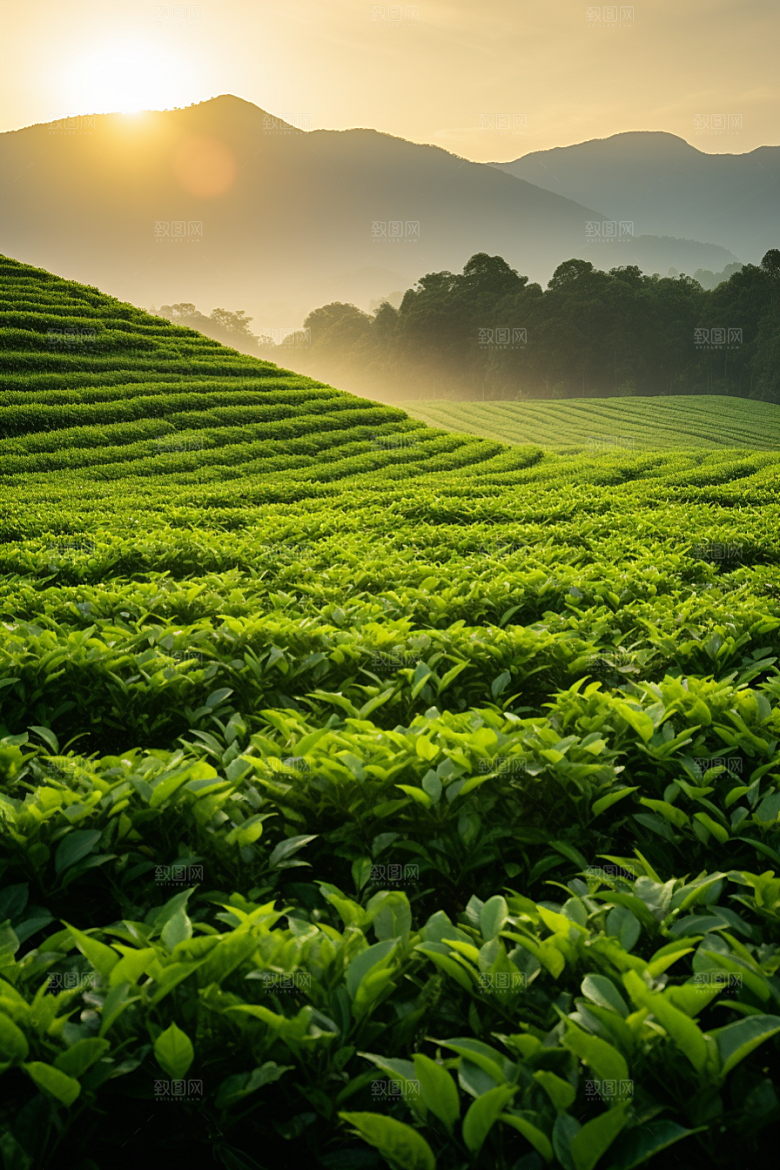 茶叶雨前龙井茶树摄影图