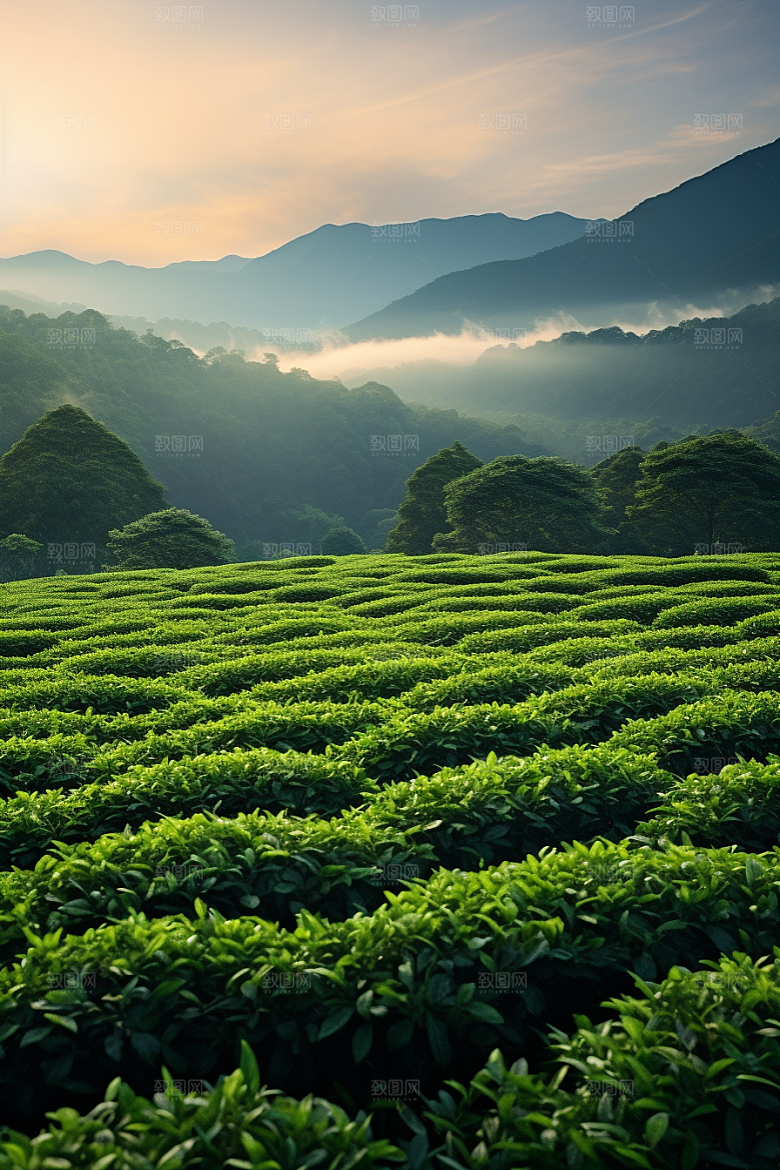 茶叶茶树自然摄影图