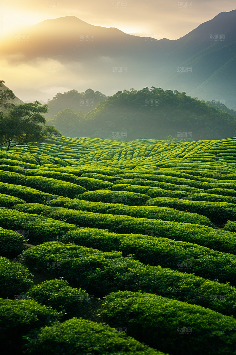 茶叶茶山茶园摄影图