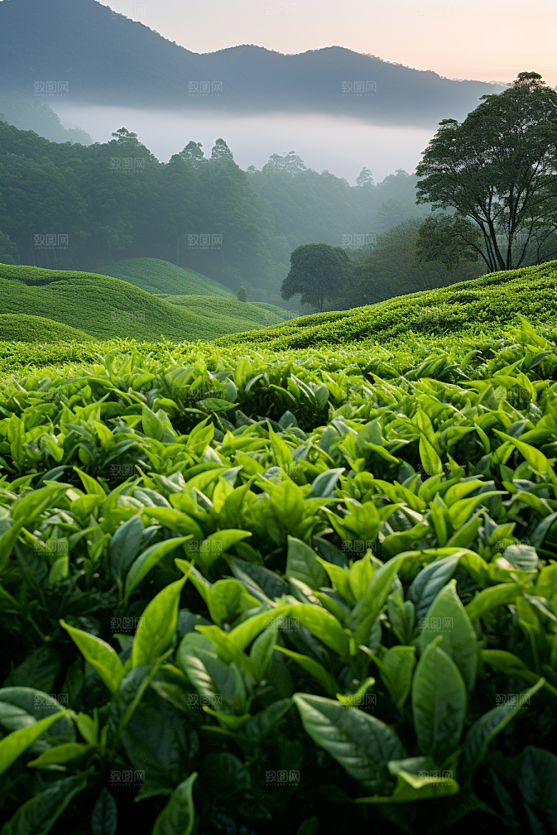 茶叶清新新茶摄影图