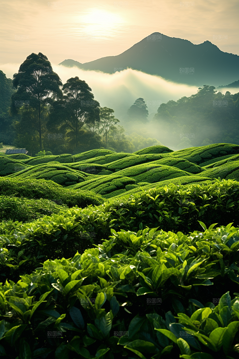 茶叶春季茶园摄影图