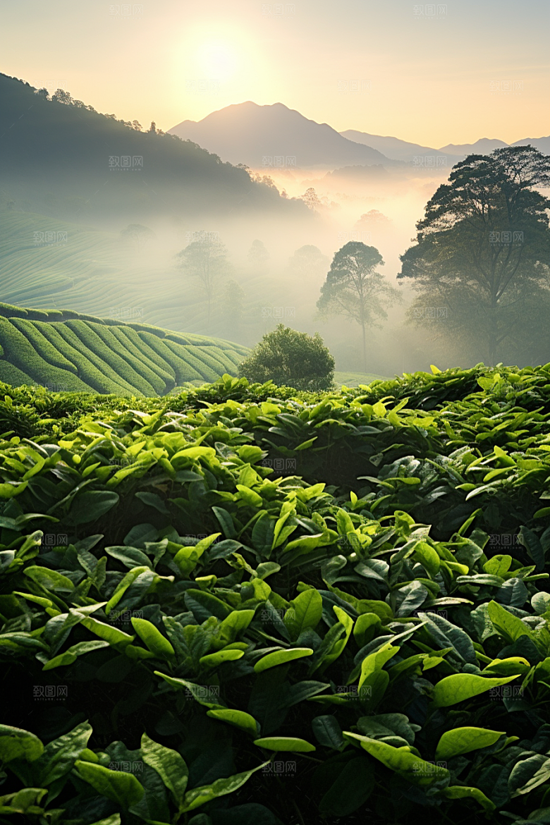 茶叶茶树自然摄影图
