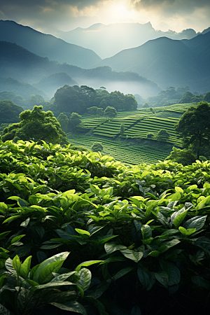 茶叶茶园茶山摄影图