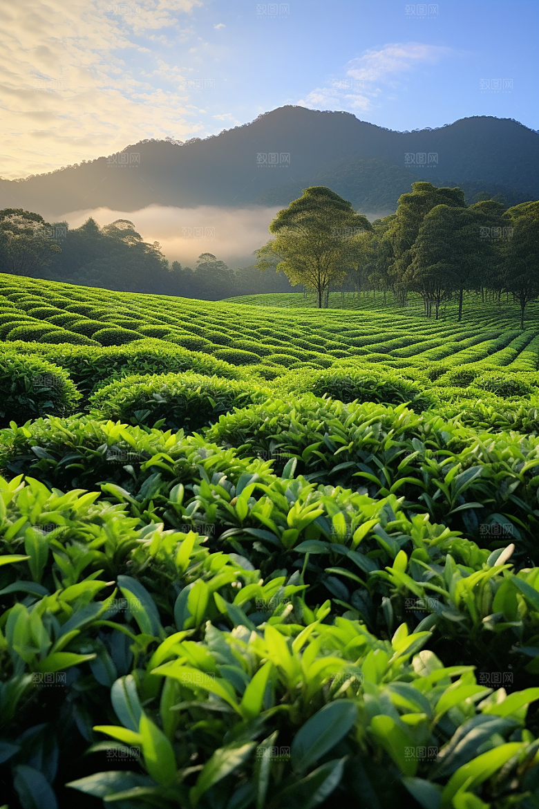 茶叶茶园春天摄影图