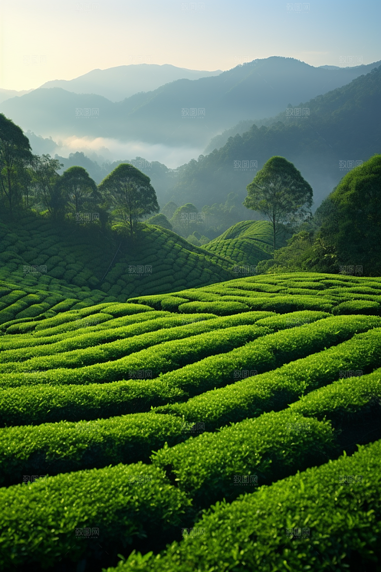 茶叶茶园春茶摄影图