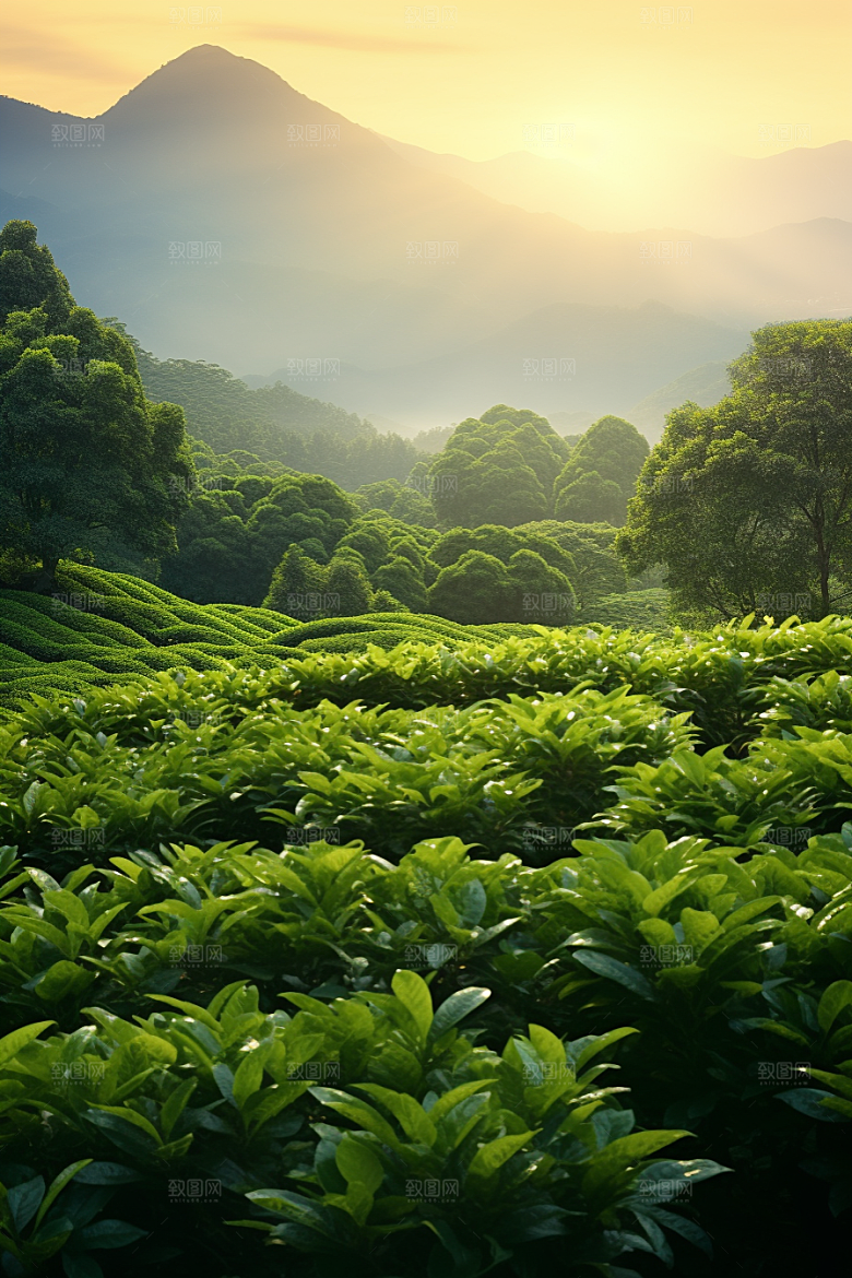 茶叶茶树春季摄影图