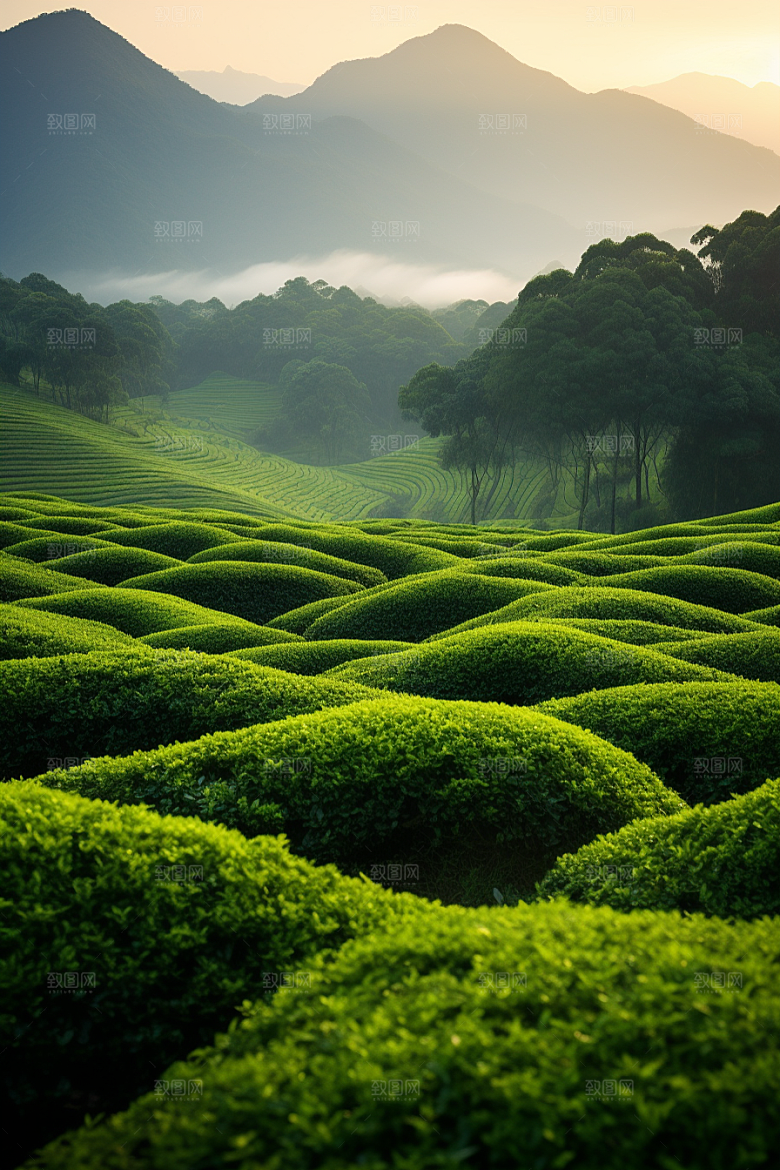 茶叶春季茶树摄影图