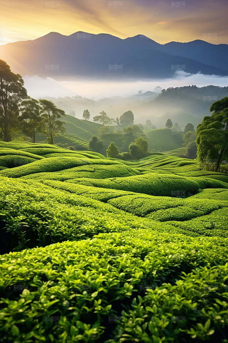 茶叶春茶茶树摄影图