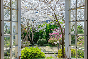 窗外的春色生机勃勃花草树木摄影图