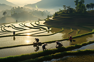 春耕种地田园水稻摄影图