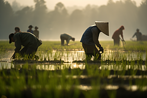 春耕种地农田种稻摄影图