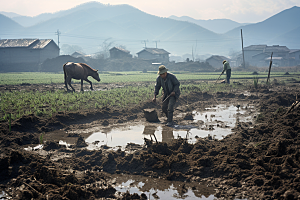 春耕种地种稻水稻摄影图