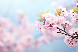 春色风光景色花卉摄影图