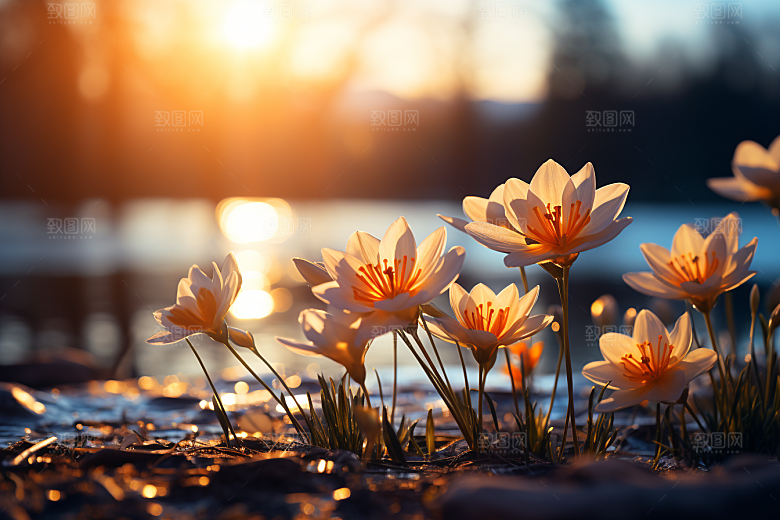 春色风光花卉景色摄影图