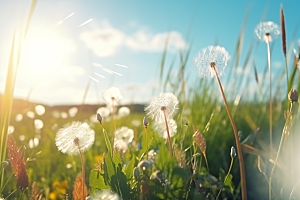 春天风景阳光花草树木摄影图