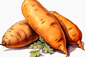 红薯番薯食材插画