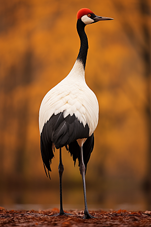 丹顶鹤自然保护动物摄影图