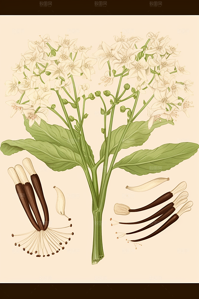 当归中草药药方插画