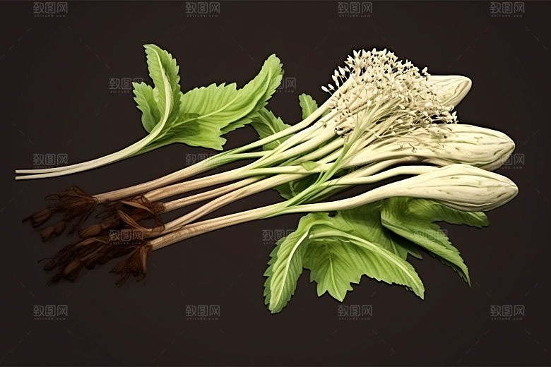 当归养生植物插画