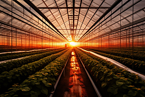 蔬菜大棚高清种植摄影图
