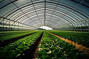 蔬菜大棚生产瓜果蔬菜摄影图