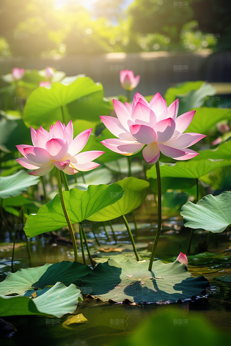 大暑节气氛围素材