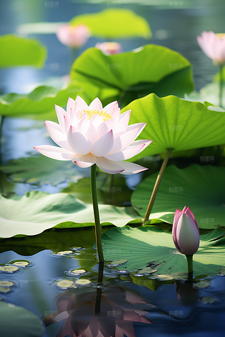 大暑夏天二十四节气素材