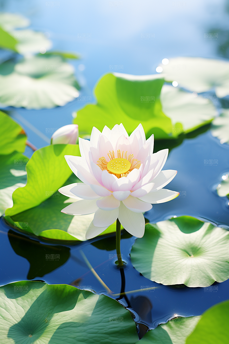 大暑节气夏天素材