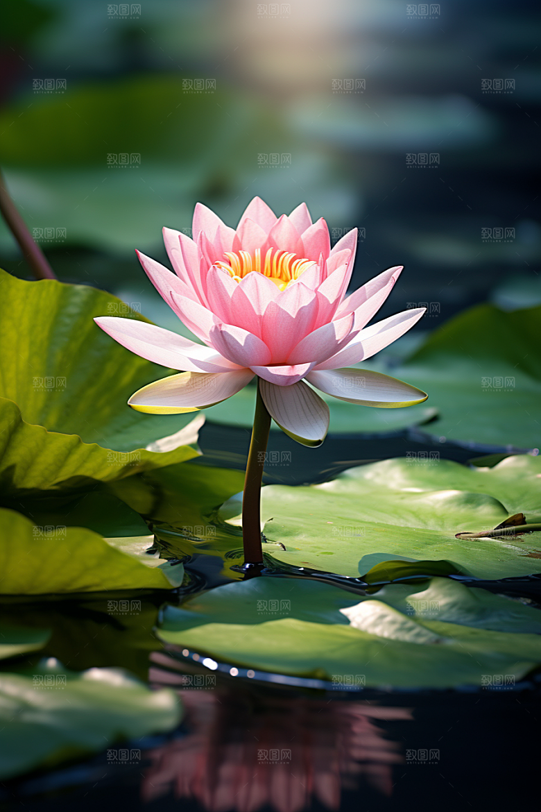 大暑夏天盛夏素材