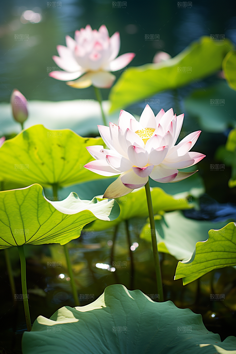 大暑盛夏炎热素材