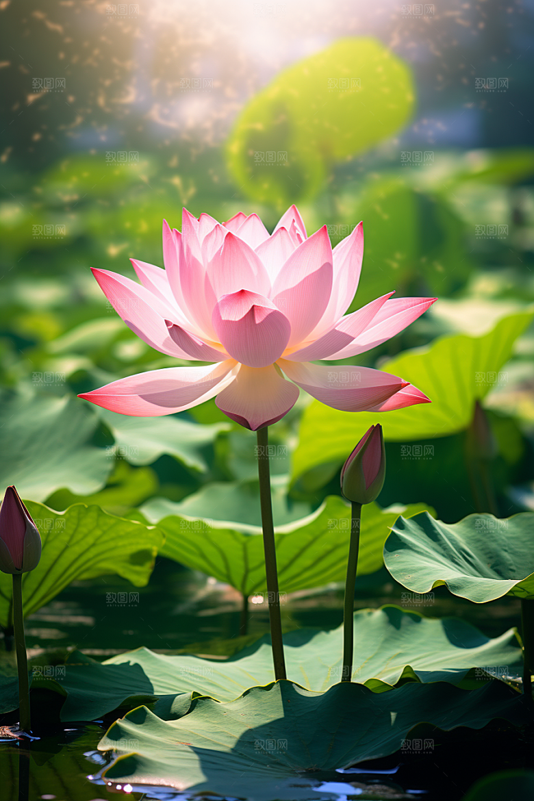 大暑炎热盛夏素材