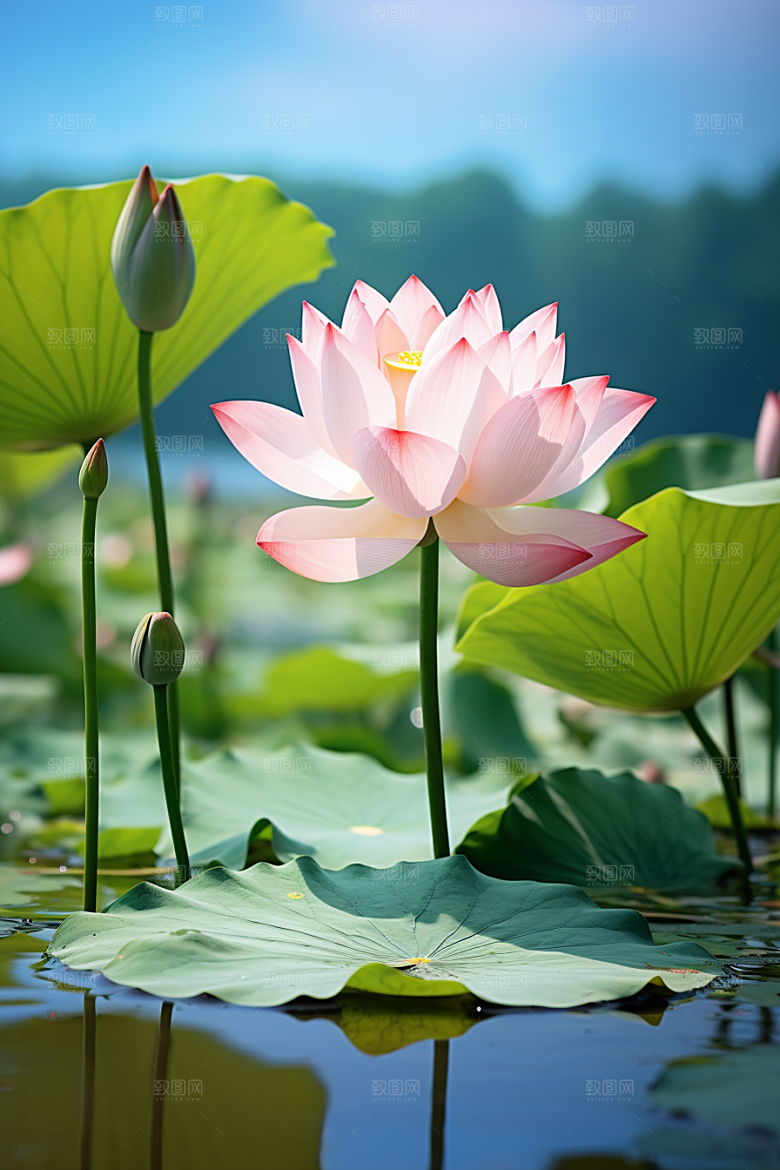 大暑节气高清素材