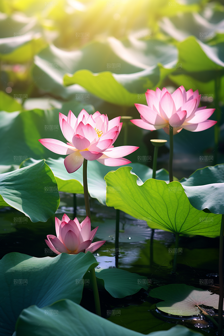 大暑盛夏高清素材