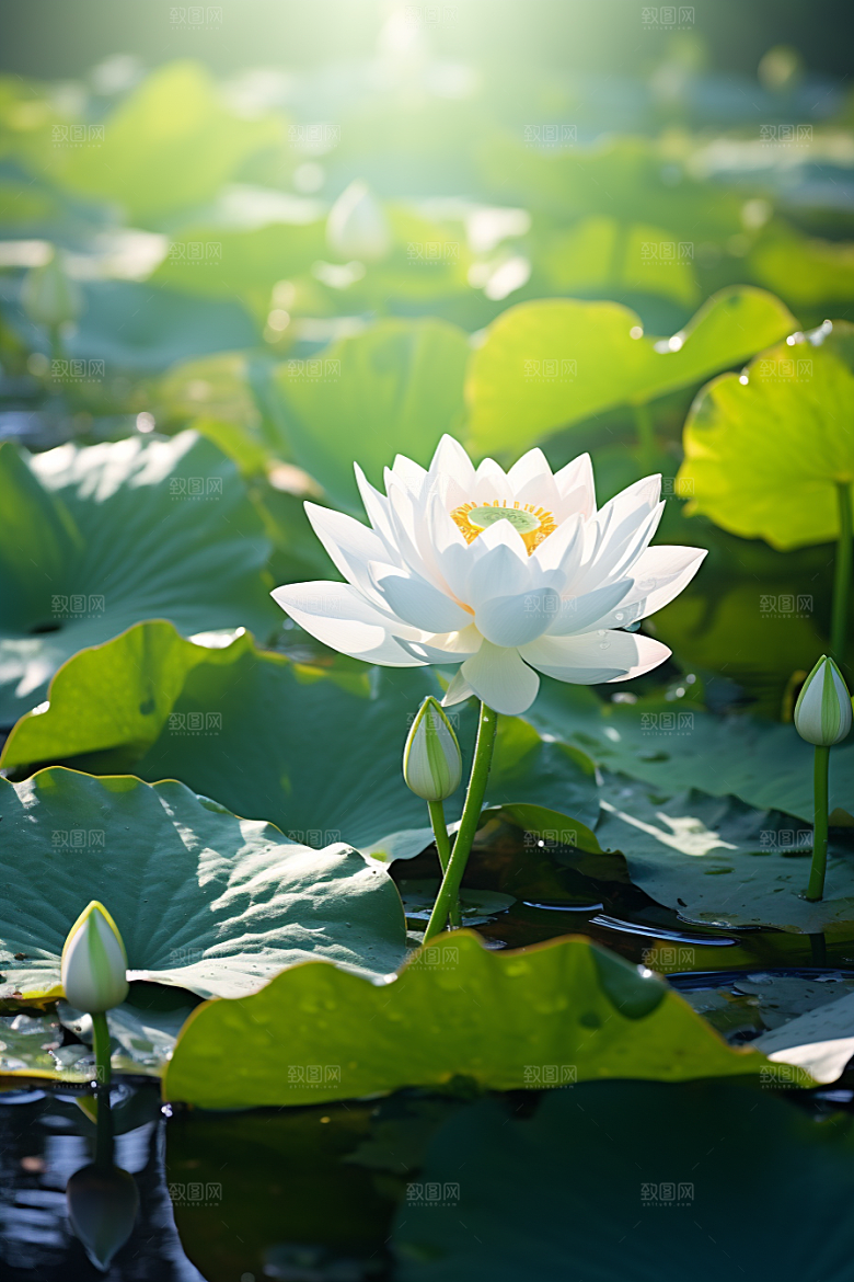 大暑二十四节气元素素材