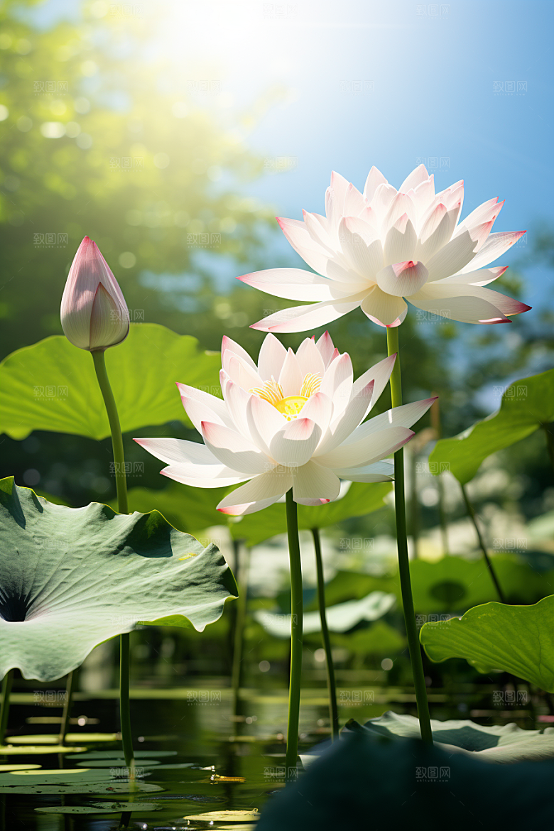 大暑夏季氛围素材