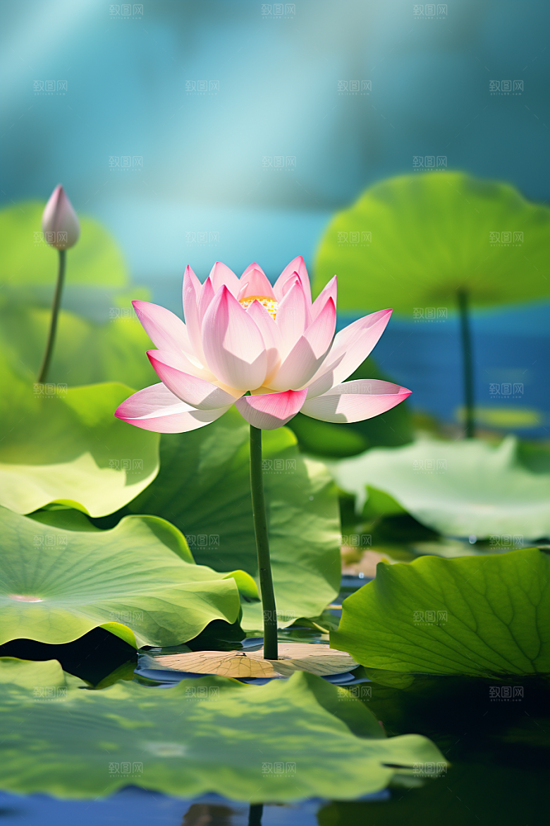 大暑元素夏天素材