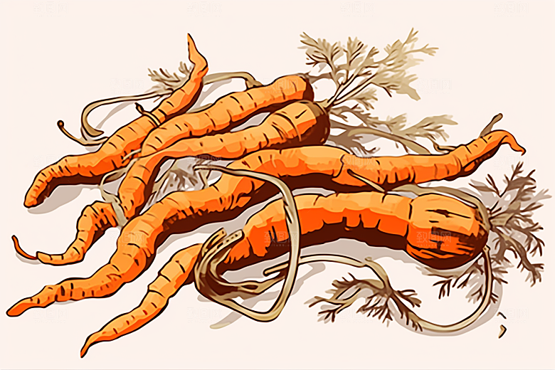 冬虫夏草医疗植物插画