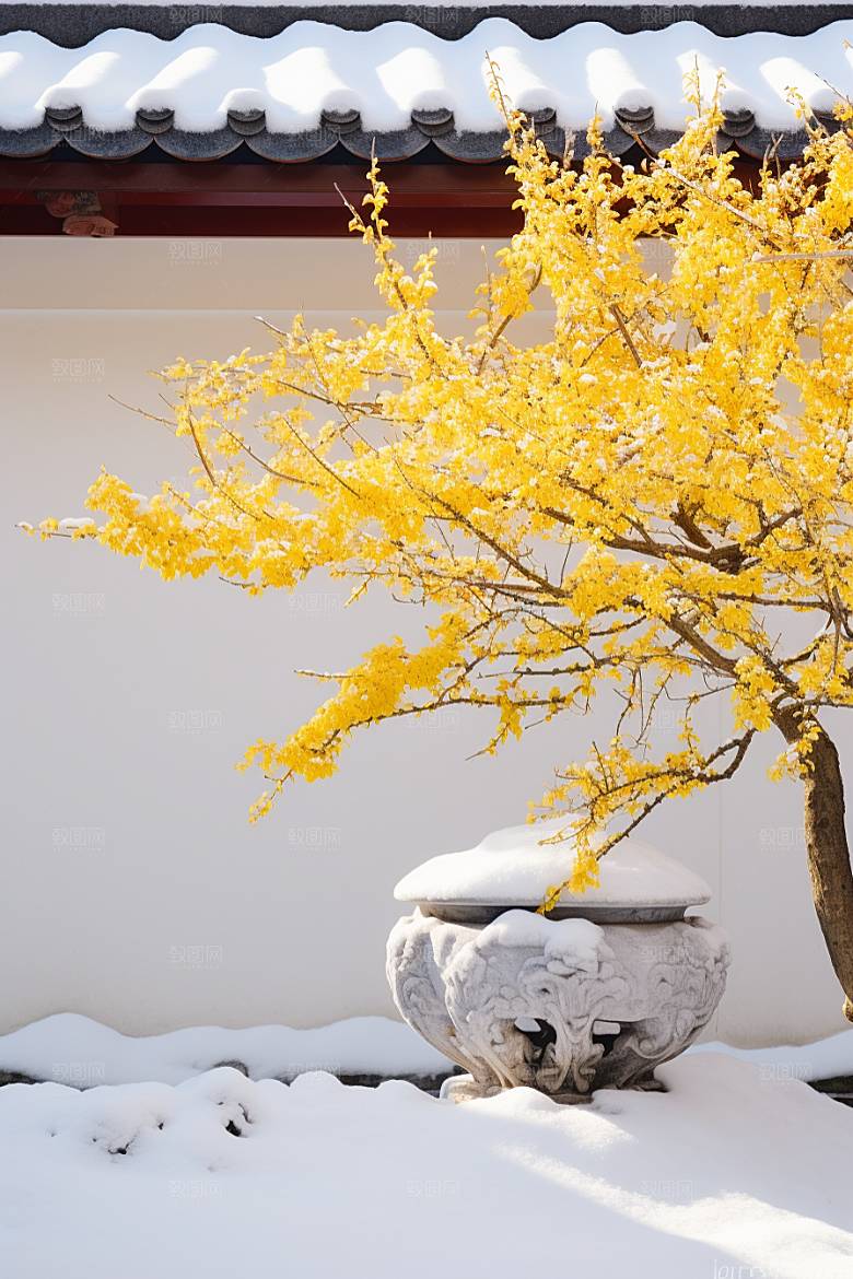 雪中腊梅顶级环境摄影图
