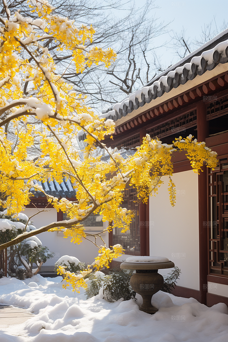 雪中腊梅顶级环境摄影图