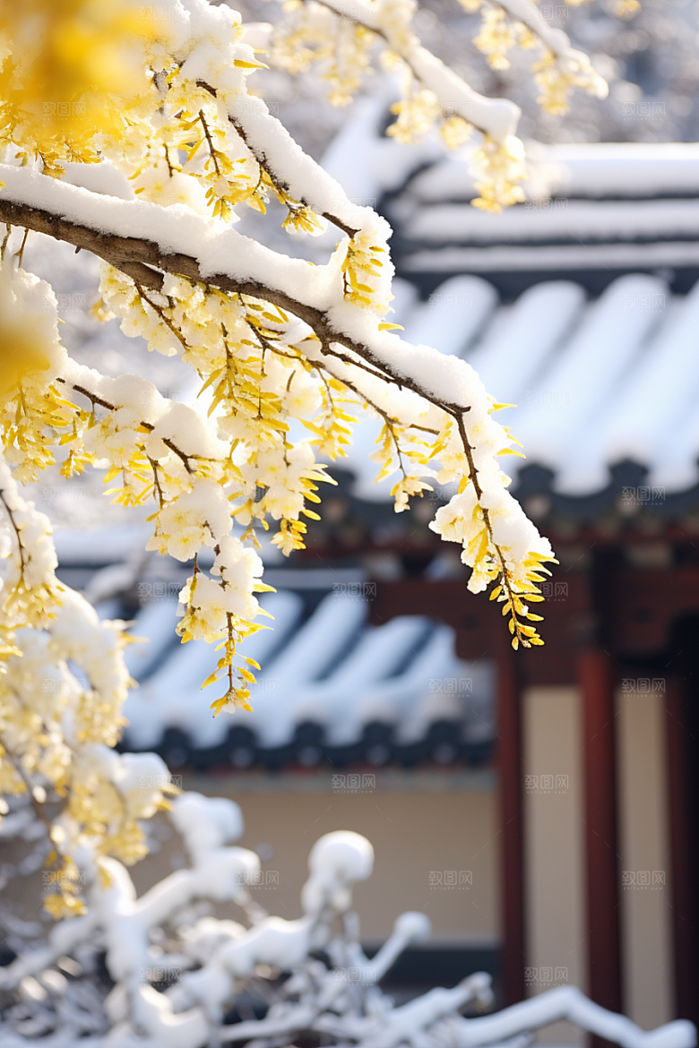雪中腊梅芬芳顶级摄影图