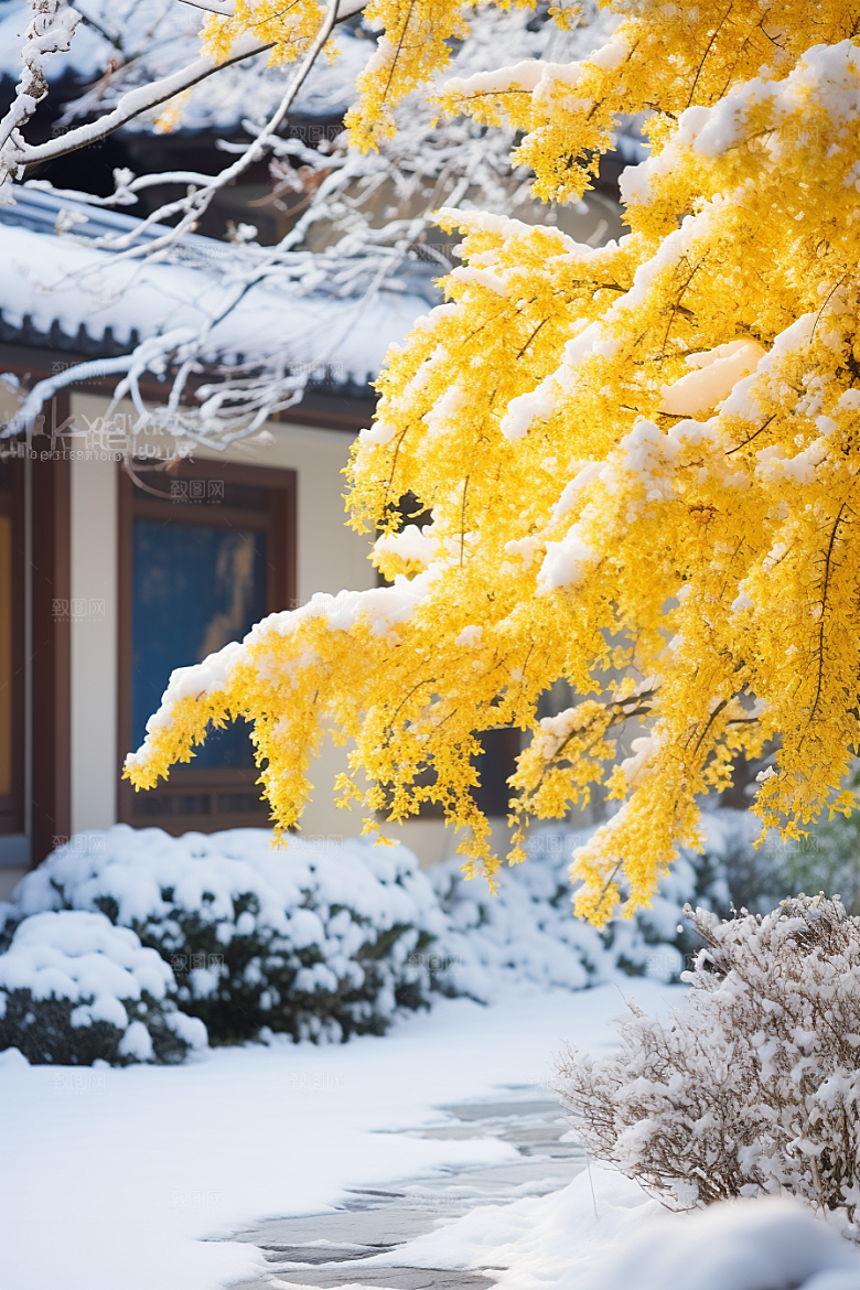 雪中腊梅冬天高清摄影图