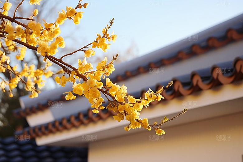 雪中腊梅顶级芬芳摄影图