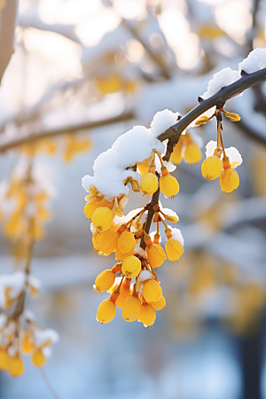 雪中腊梅环境芬芳摄影图