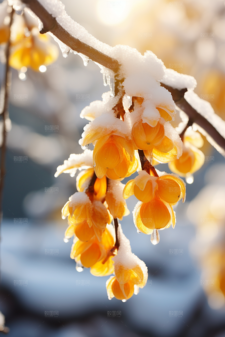 雪中腊梅自然芬芳摄影图