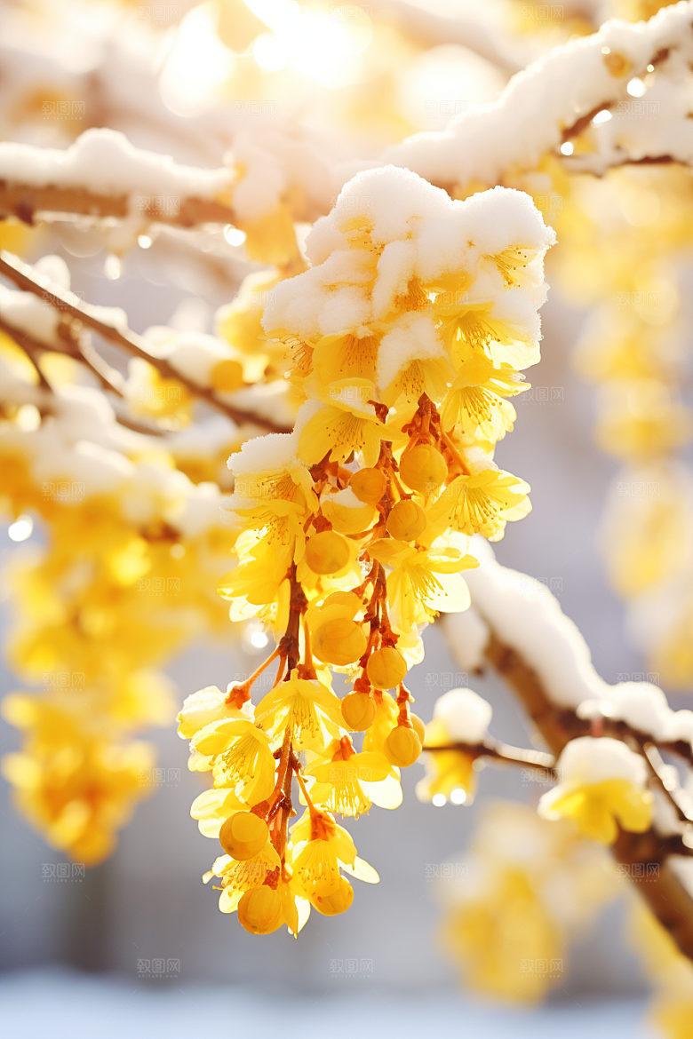 雪中腊梅芬芳自然摄影图
